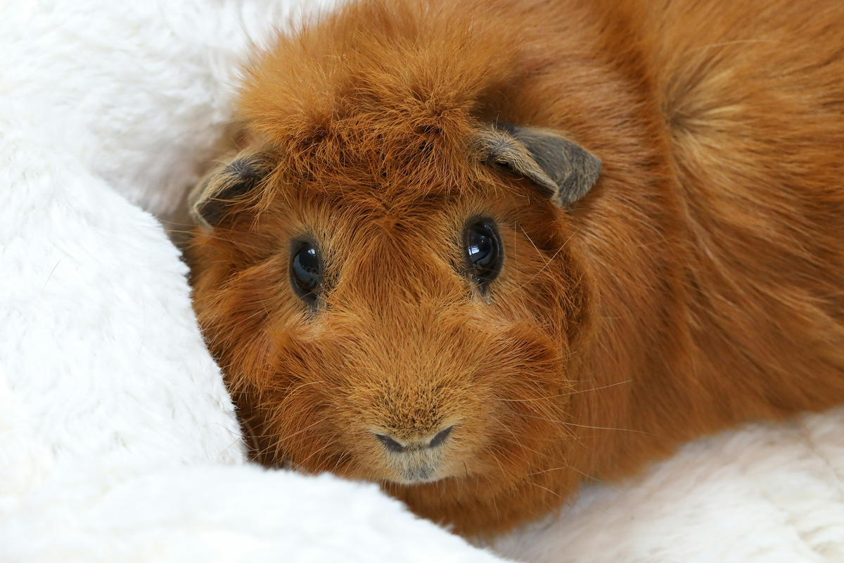 Peruvian Pig